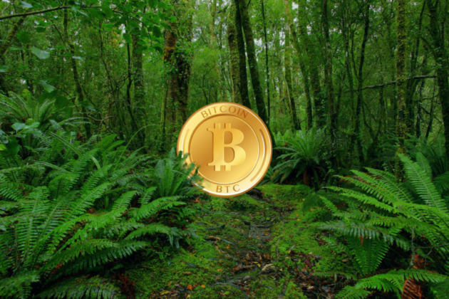 BTC Bitcoin New Zealand logo in front of green ferns