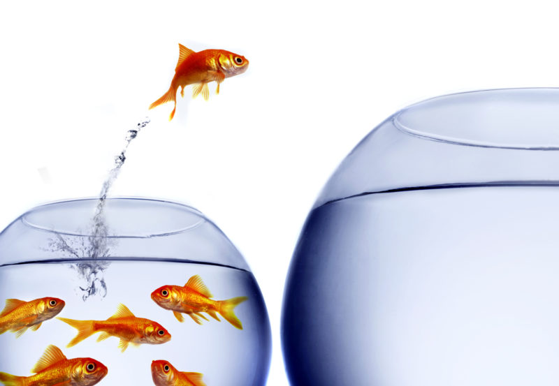 Gold fish jumping from one tank to another representing taking the leap into cryptocurrency