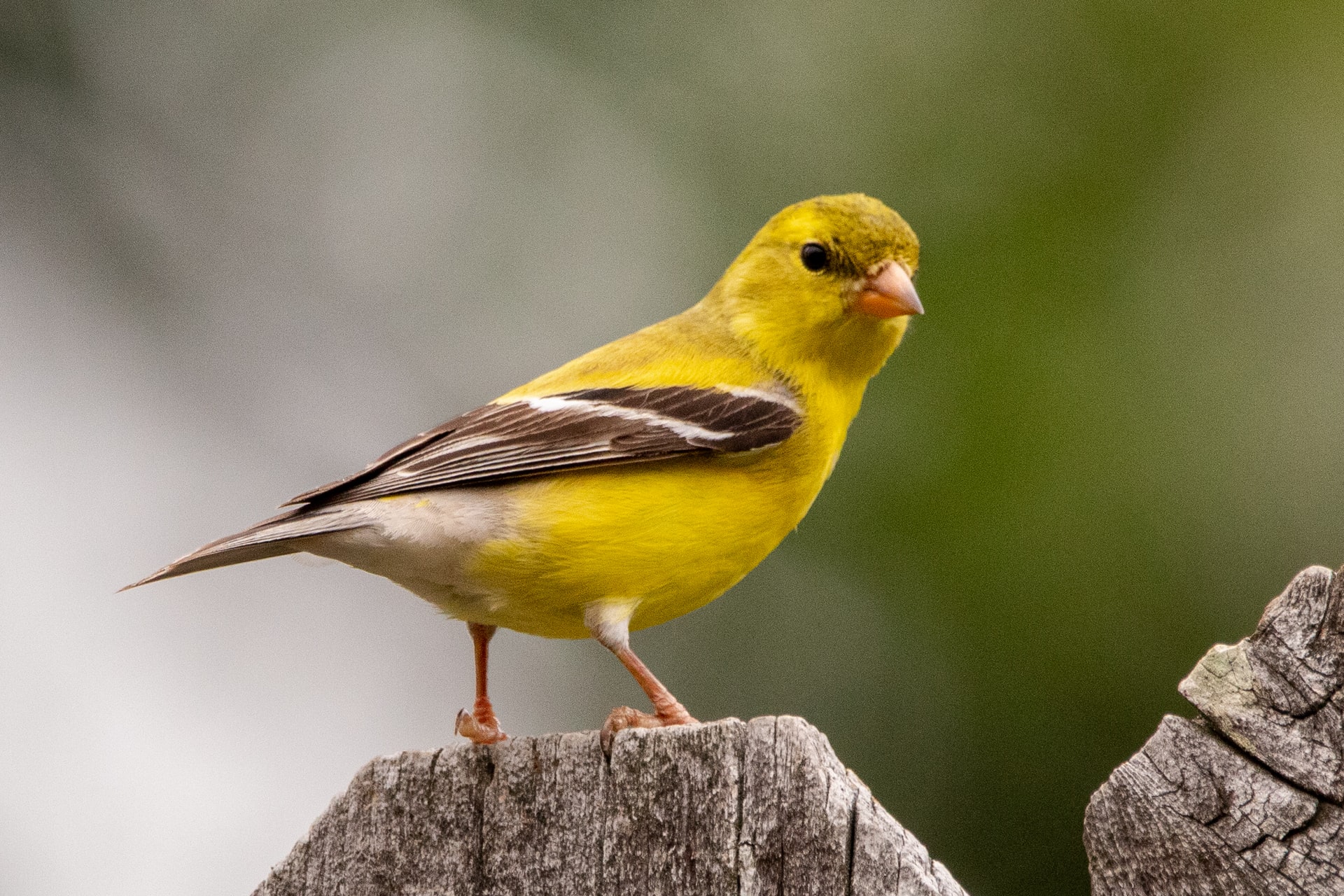 A canary bird perched on a fence.