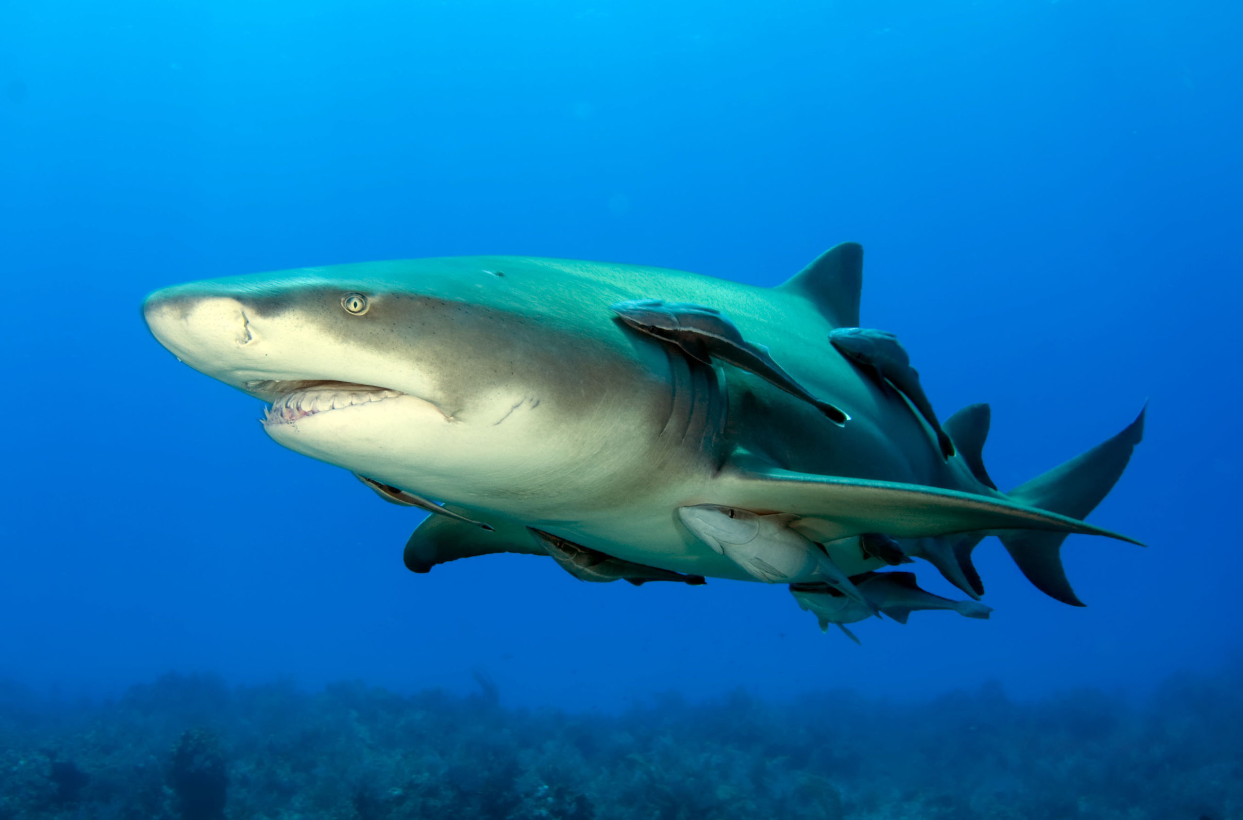 Shark and remora fish in symbiotic relationship.