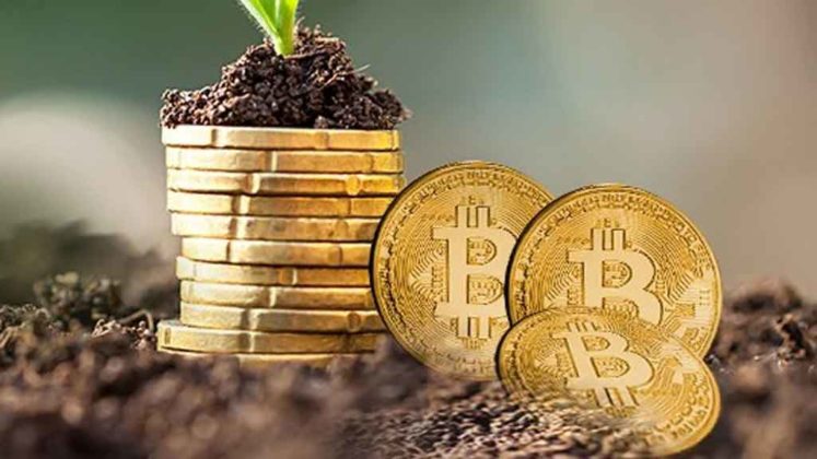 plant growth using bitcoin coin pot